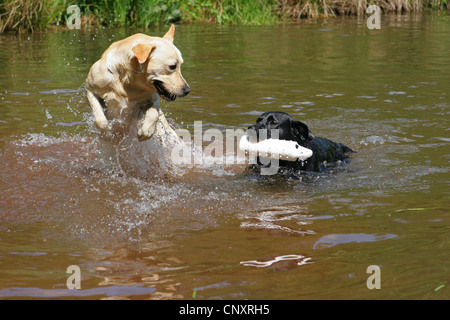 Labrador Retriever (Canis Lupus F. Familiaris), zwei Hunde, die im Wasser spielen Stockfoto