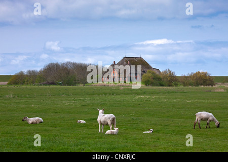 Ein Haubarg / Hauberg, traditionellen strohgedeckten Bauernhaus der Halbinsel Eiderstedt, Nordfriesland / Friesland, Norddeutschland Stockfoto