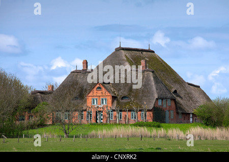 Ein Haubarg / Hauberg, traditionellen strohgedeckten Bauernhaus der Halbinsel Eiderstedt, Nordfriesland / Friesland, Norddeutschland Stockfoto