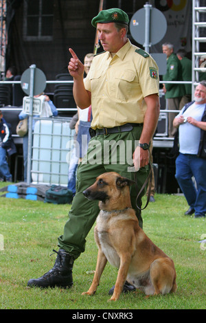 Malinois (Canis Lupus F. Familiaris), Polizei-Hundesitting auf den Rasen Beduftung bei einer öffentlichen Demonstration an der HF-Leine Stockfoto