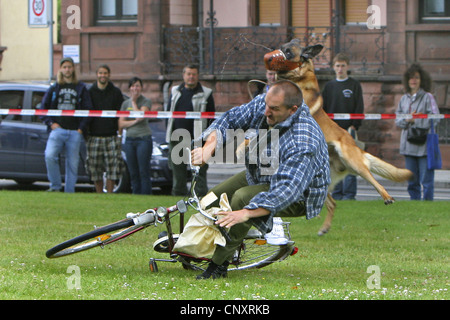 Malinois (Canis Lupus F. Familiaris), Polizei Hund Einschlag eine gefälschte Kriminelle versuchen, mit dem Fahrrad bei einer öffentlichen Demonstration zu entkommen Stockfoto