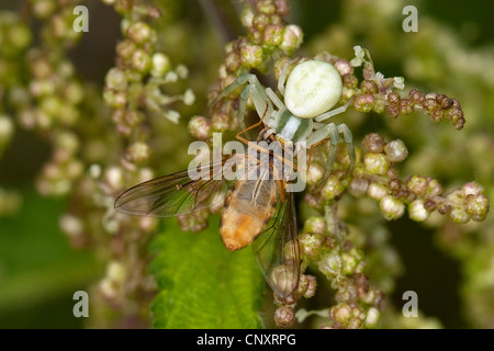 Goldrute Krabbe Spinne (Misumena Vatia), getarnt weiblich mit erbeuteten Blume fliegen, Deutschland Stockfoto