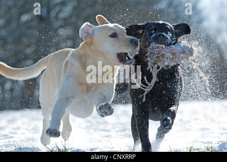 Labrador Retriever (Canis Lupus F. Familiaris), zwei Hunde, die durch den Schnee laufen Stockfoto