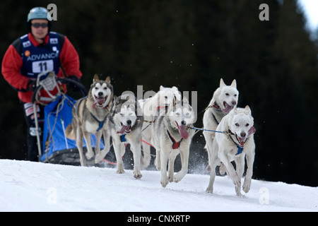 Haushund (Canis Lupus F. Familiaris), Hundeschlitten Team-Rennen Stockfoto
