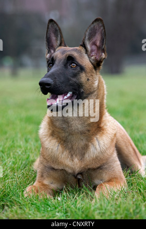 Nahaufnahme des belgischen Schäferhund / Malinois (Canis Lupus Familiaris) liegen im Garten, Belgien Stockfoto