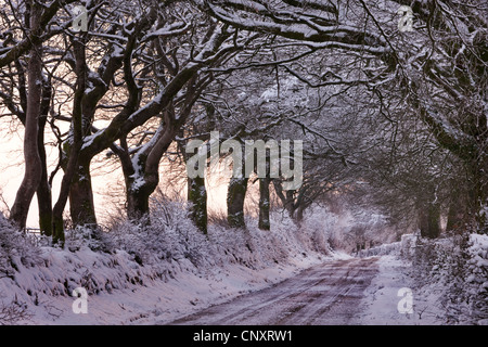 Verschneite Landstraße durch Bäume, Exmoor, Somerset, England. Winter (Januar) 2012. Stockfoto