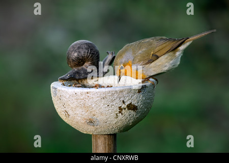 Rotkehlchen (Erithacus Rubecula) Fütterung am Futterhäuschen für Vögel im Garten Stockfoto