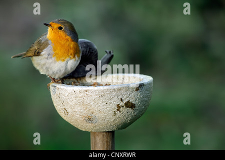 Rotkehlchen (Erithacus Rubecula) Fütterung am Futterhäuschen für Vögel im Garten, Belgien Stockfoto