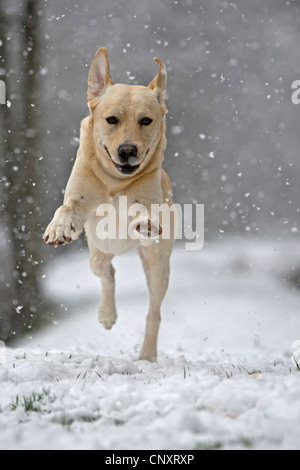 Labrador Retriever (Canis Lupus F. Familiaris), laufen im Schnee Stockfoto