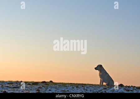 Labrador Retriever (Canis Lupus F. Familiaris), allein auf schneebedeckten Rasen sitzen Stockfoto