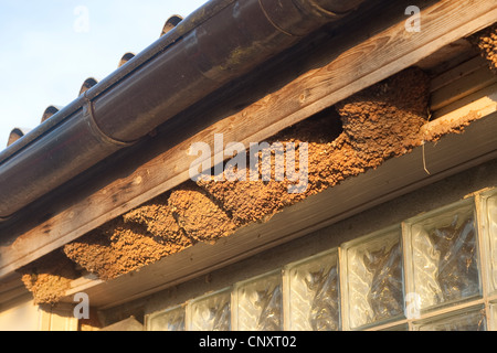 gemeinsamen Mehlschwalbe (Delichon Urbica), Nester unter Dachvorsprung, Deutschland Stockfoto