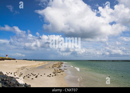 Harbor Seal, gemeinsame Dichtung (Phoca Vitulina), Kolonie im Sand Strand, Deutschland, Schleswig-Holstein, Helgoland Stockfoto