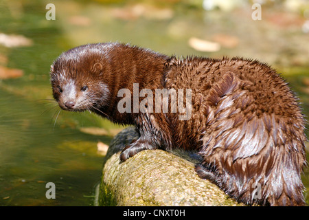 Amerikanischer Nerz (Mustela Vison), sitzt auf einem Stein an einen Fluss, Deutschland Stockfoto