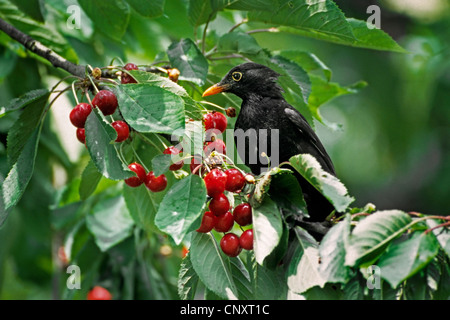 Gemeinsamen Amsel (Turdus Merula) männlich Essen roten Kirschen der Vogelkirsche (Prunus Avium), Belgien Stockfoto