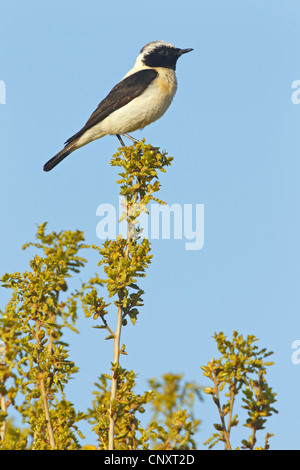 Östlichen Blackeared Steinschmätzer (Oenanthe Hispanica Melanoleuca), männliche sitzt auf einem Keimling, Türkei Stockfoto