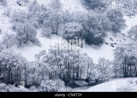 Schneebedeckte Bäume in The Punchbowl, Exmoor, Somerset, England. Winter (Januar) 2012. Stockfoto