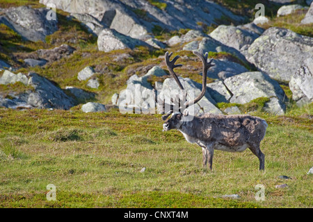 Europäische Rentier, europäische Karibu (Rangifer Tarandus), stehend auf einer Wiese, Norwegen Stockfoto