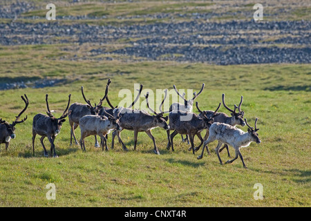 Europäischen Herde Rentiere, europäische Karibu (Rangifer Tarandus), Wiese, Norwegen Stockfoto