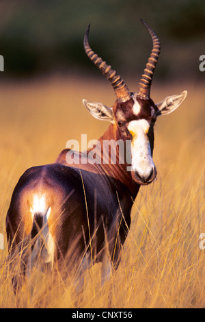 Bontebok, Blessböcke (Damaliscus Dorcas Phillipsi), im Rückblick, Namibia, Etosha Nationalpark Stockfoto