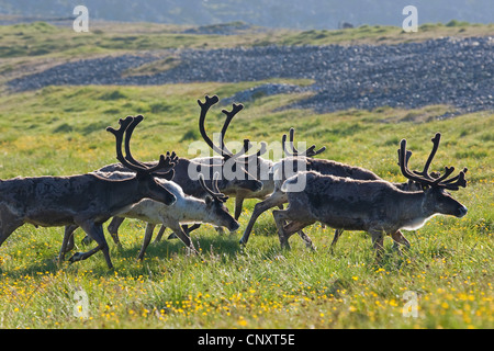 Europäische Rentier, europäische Karibu (Rangifer Tarandus), Herde laufen auf Wiese, Norwegen Stockfoto