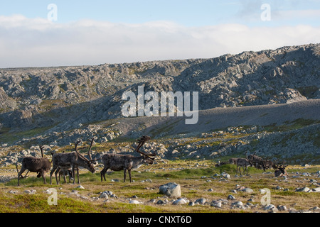 Europäische Rentier, europäische Karibu (Rangifer Tarandus), Herde in Felslandschaft, Norwegen Stockfoto