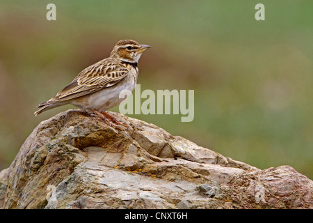 Bimaculated Lerche (Melanocorypha Bimaculata), sitzt auf einem Stein, Türkei, Nigde Stockfoto