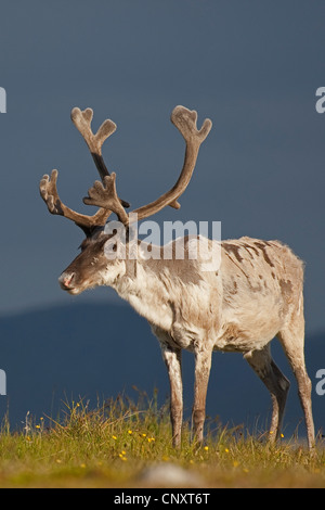 Europäische Rentier, europäische Karibu (Rangifer Tarandus), stehend auf einer Wiese, Norwegen Stockfoto