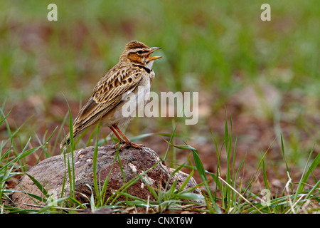 Bimaculated Lerche (Melanocorypha Bimaculata), sitzt auf einem Stein singen, Türkei, Nigde Stockfoto