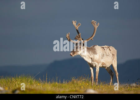 Europäische Rentier, europäische Karibu (Rangifer Tarandus), stehend auf einer Wiese, Norwegen Stockfoto