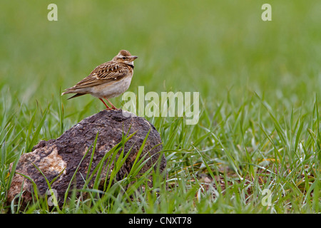 Bimaculated Lerche (Melanocorypha Bimaculata), sitzt auf einem Stein, Türkei, Nigde Stockfoto