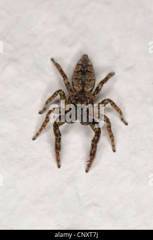 Springspinne (Marpissa Muscosa, Marpissa Rumpfii), Männlich, Deutschland Stockfoto