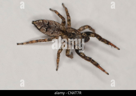 Springspinne (Marpissa Muscosa, Marpissa Rumpfii), Männlich, Deutschland Stockfoto