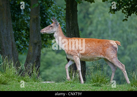 Rothirsch (Cervus Elaphus), Hinterbeine auf Wiese, Deutschland Stockfoto