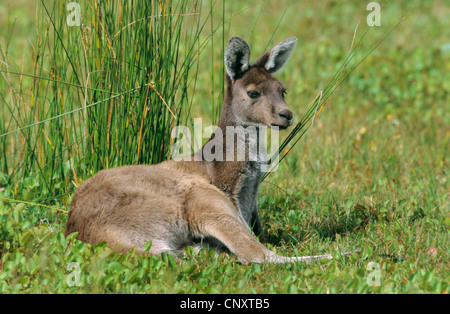 roter Känguruh, Ebenen Känguru, blauen Flieger (Macropus Rufus, Megaleia Rufa), liegend auf dem Boden, Australien, Grampians National Park Stockfoto