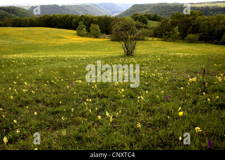 Schlüsselblume Primel (Primula Veris), Blumenwiese mit Primeln, Löwenzahn und Orchidee, Schlatterhoehe, Schwäbische Alb, Baden-Württemberg, Deutschland Stockfoto