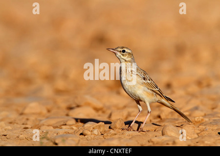 Tawny Pitpit (Anthus Campestris), auf dem Boden sitzend, Frankreich, Provence, Crau Stockfoto