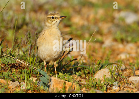 Tawny Pitpit (Anthus Campestris), auf dem Boden sitzend, Türkei, Nigde, Aladağlar Demirkazik Stockfoto