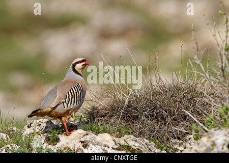 Chukar Rebhuhn (Alectoris Chukar), auf dem Boden sitzend, Türkei, Adyaman, Nemrut Dagi, Karadut Stockfoto