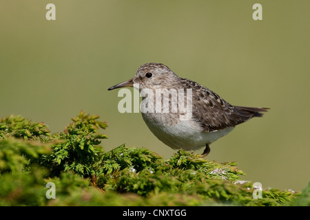 Temminck Pensum (Calidris Temminckii), sitzen auf einer Anlage Stockfoto