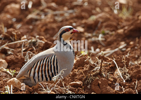 Chukar Rebhuhn (Alectoris Chukar), auf dem Boden sitzend, Türkei, Adyaman, Nemrut Dagi, Karadut Stockfoto