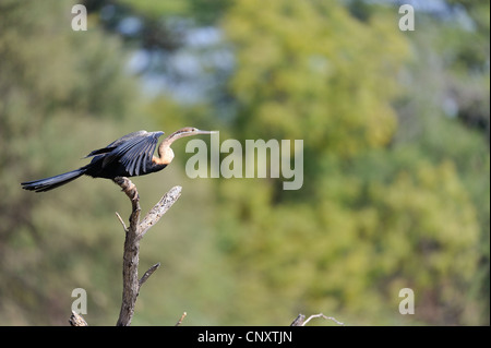 Afrikanische Darter (Anhinga Rufa) ausziehen aus einem toten Baum Lake Baringo - Kenia - Ost-Afrika Stockfoto