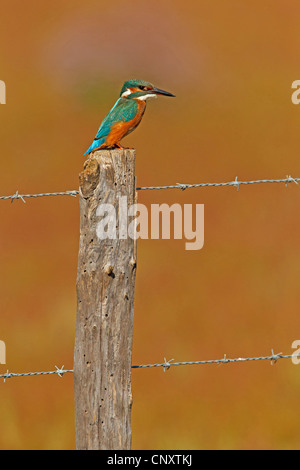 Fluss-Eisvogel (Alcedo Atthis), sitzt auf einem Zaun, Frankreich, Provence, Camargue Stockfoto