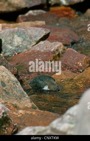 Wasseramseln (Cinclus Cinclus), Tauchen und suchen Nahrung, Deutschland Stockfoto