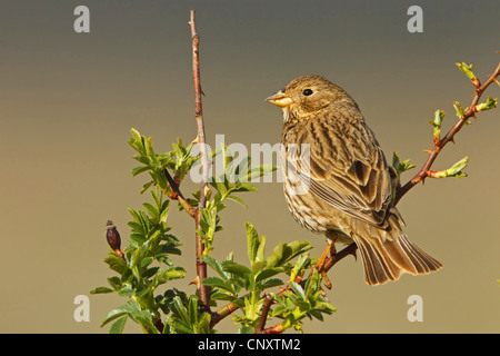 Mais (Emberiza Calandra, Miliaria Calandra) Ammer, sitzt auf einem Busch, Türkei, Nigde, Aladağlar Demirkazik Stockfoto