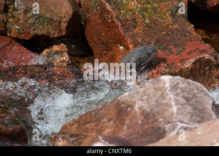 Wasseramseln (Cinclus Cinclus), Tauchen und suchen Nahrung, Deutschland Stockfoto