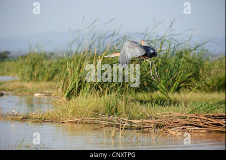 Goliath Reiher (Ardea Goliath) ausziehen aus einem Sumpf am Lake Baringo - Kenia - Ost-Afrika Stockfoto