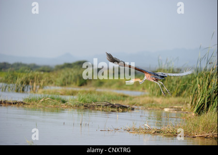 Goliath Reiher (Ardea Goliath) ausziehen aus einem Sumpf am Lake Baringo - Kenia - Ost-Afrika Stockfoto