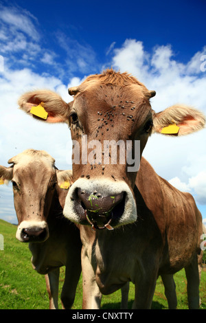 Hausrind (Bos Primigenius F. Taurus), zwei Kühe auf einer Weide, Deutschland, Bayern Stockfoto
