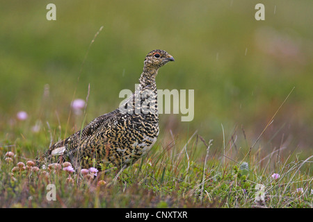 Alpenschneehuhn, Schnee-Huhn (Lagopus Mutus), Weiblich, Island, Myvatn Stockfoto