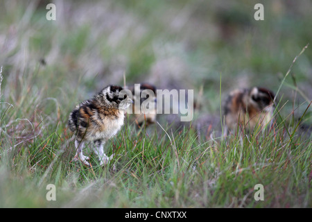 Rock, Schneehuhn, Schnee-Huhn (Lagopus Mutus), Küken im Rasen, Island, Snaefellsnes Stockfoto